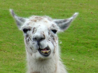 Llama Smile